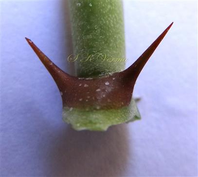 Stipular spines